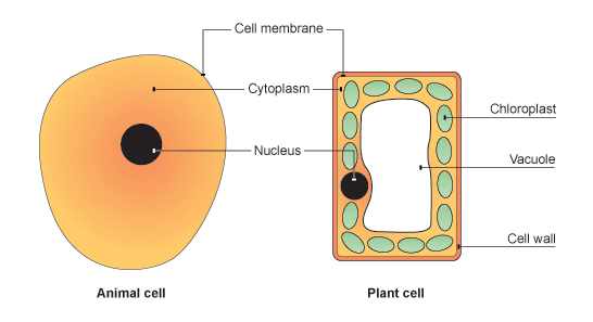 BBC - GCSE Bitesize: Plant cells