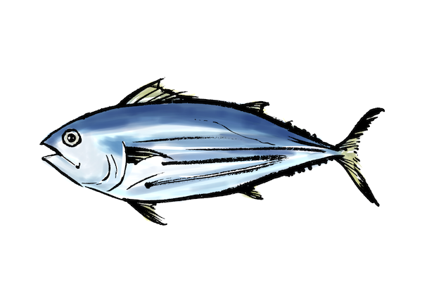 海の魚カツオ鰹墨絵和風筆描き 無料イラスト配布サイトマンガトップ
