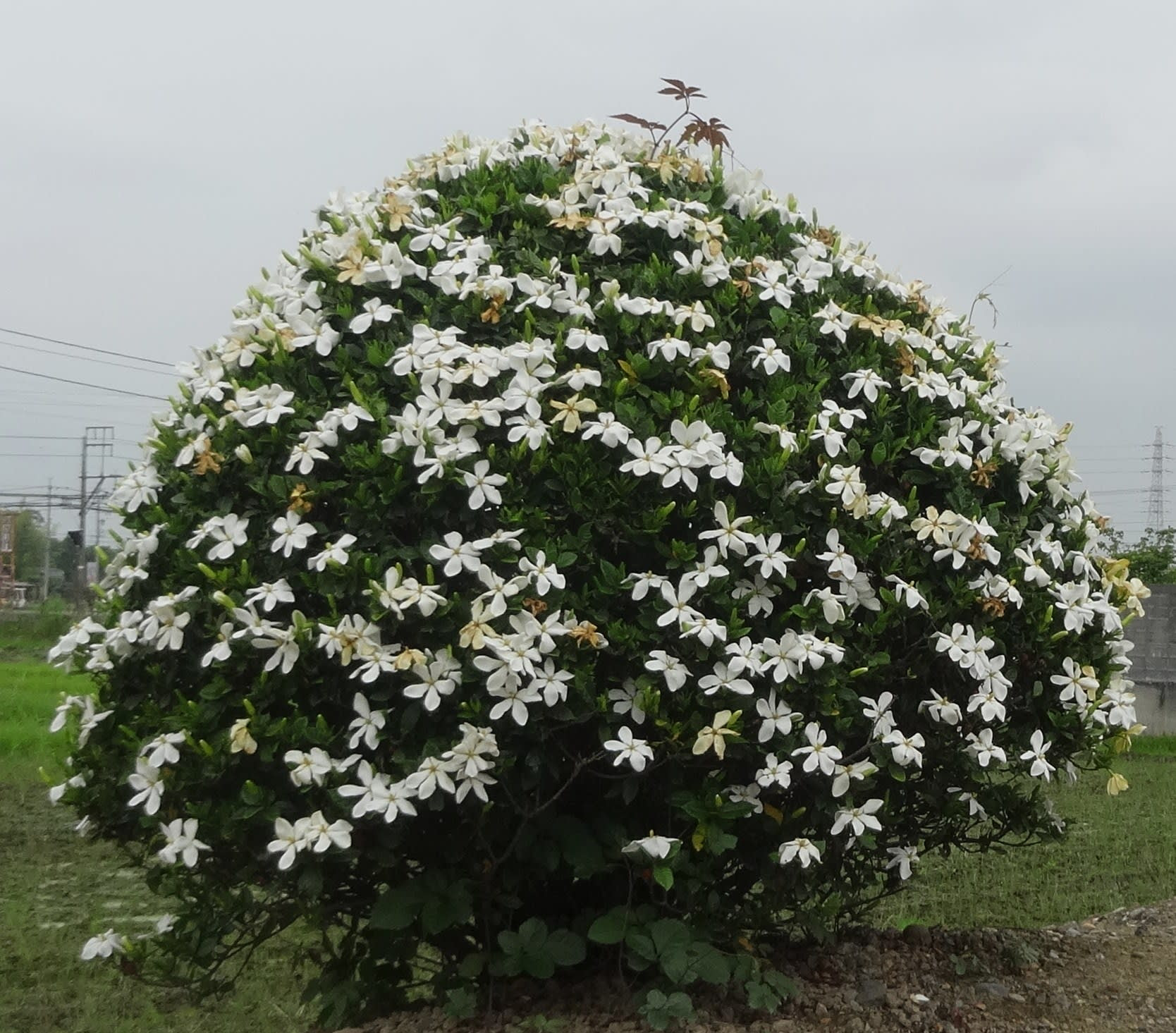 クチナシの花 思いつくまま