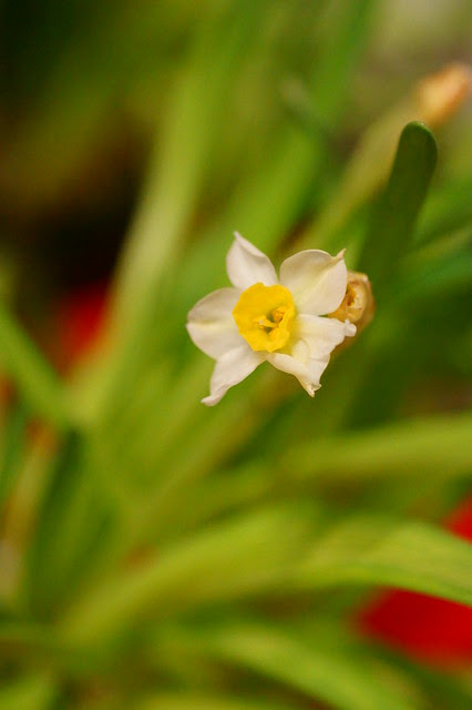 水仙不開花