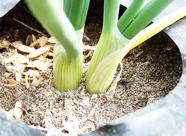 タマネギの1箇所2本植え ポタジェ Jp ー 楽しいキッチンガーデニング 家庭菜園