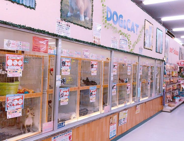 Jr中山寺駅前店 ペットショップ ケン ワン