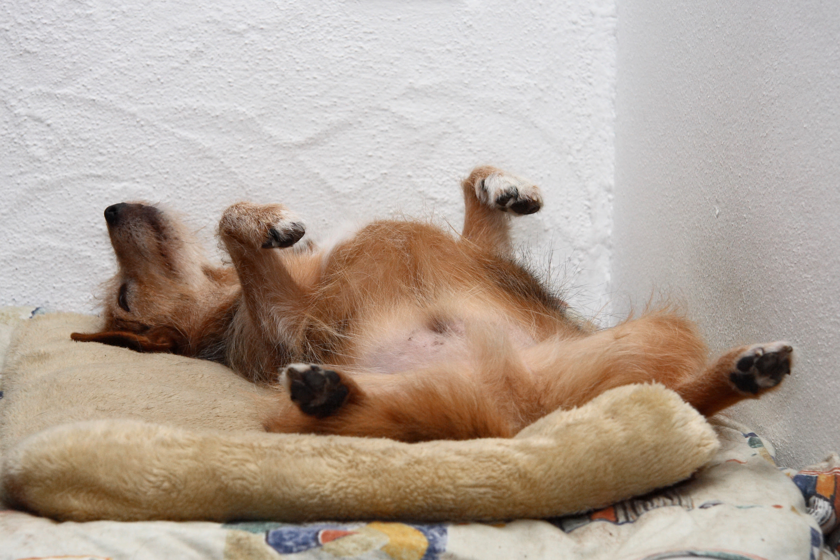 Where does your dog sleep? | Doggerel
