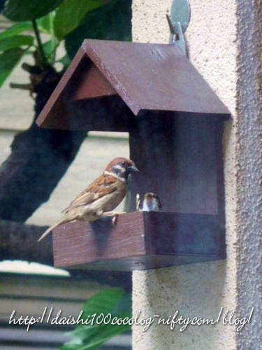 800 野鳥観察 バードフィーダー 鳥の餌台 大師小100期生集まれ