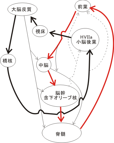 脳と精神は如何に出会うか その１