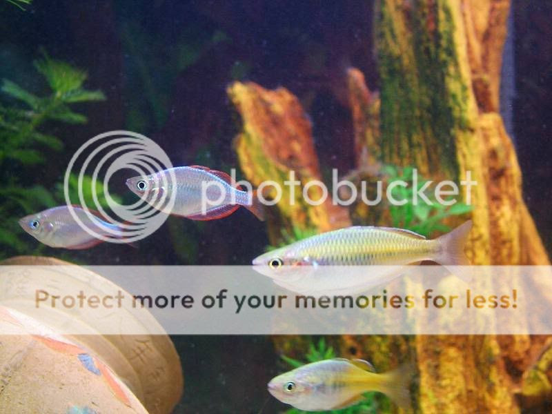 Photo Sharing and Video Hosting at Photobucket