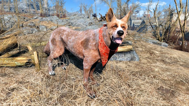 Dogs 4
