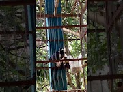 Terupdate Raja Perling Gacor Dorr kalaena, terbaru!