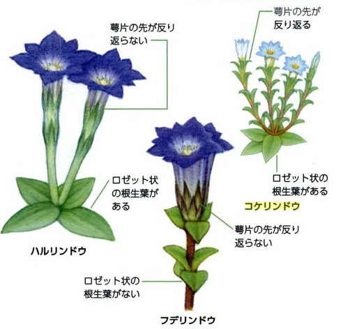 厳寒の地でのガーデニング 花もの