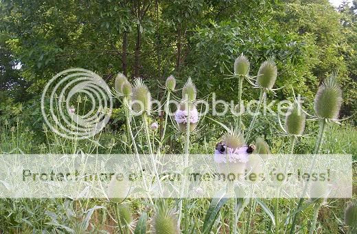 Image hosted by Photobucket.com