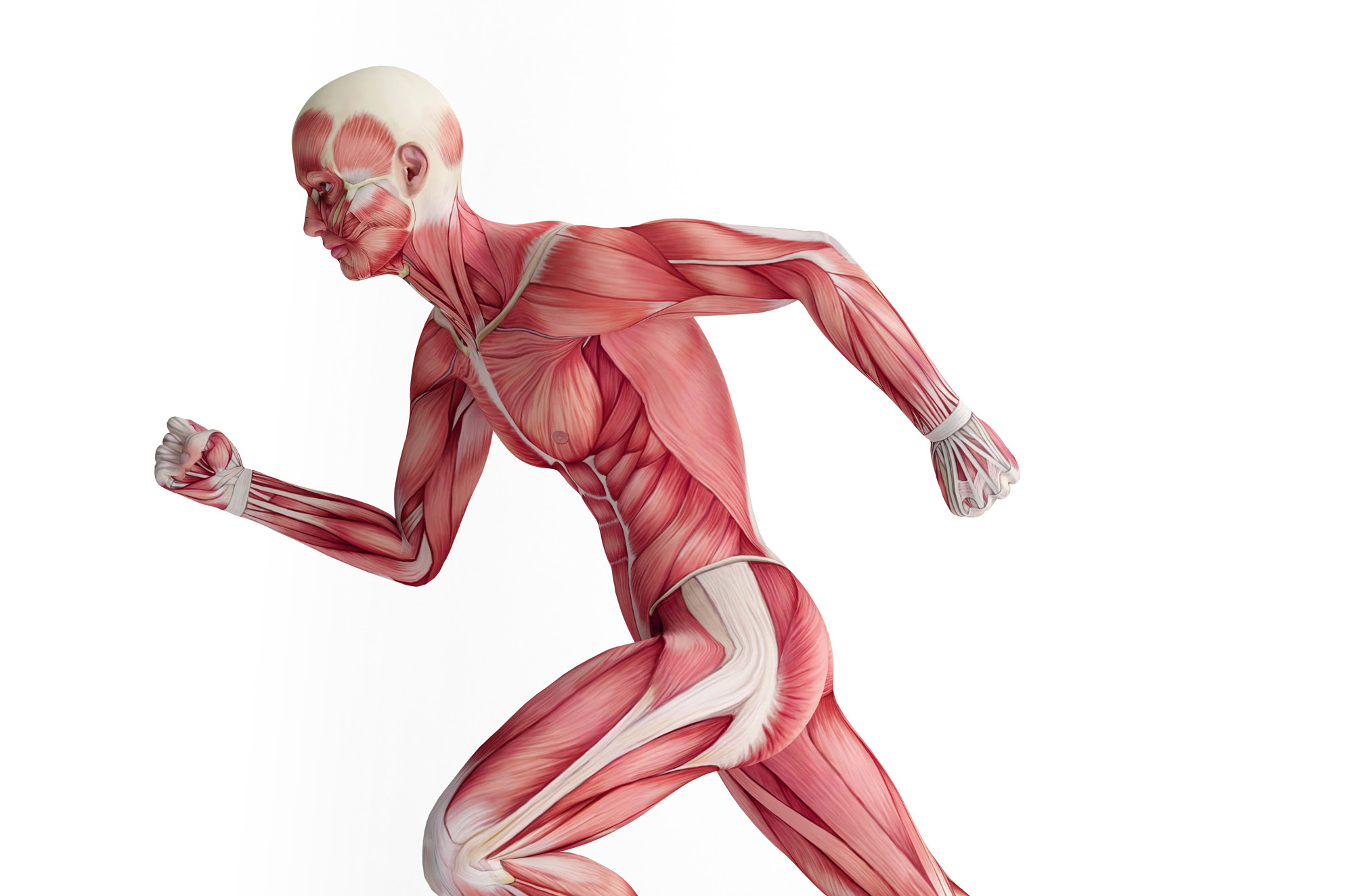 Muscles Games and Activites - Kids Discover