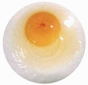 異常卵について