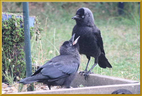 Jackdaw Feeding Young 1