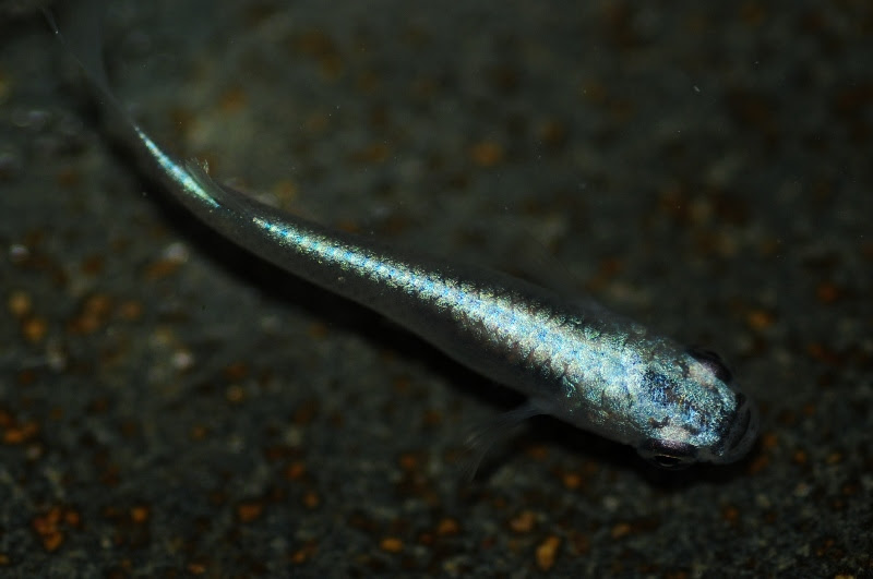 幹之メダカの頭部の黒い線 L メダカ屋 猫飯 ねこまんま 稻田魚 Oryzias Killifish