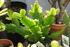 Thanksgiving Cactus/Schlumbergera Truncata