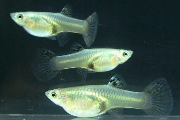 繁殖に挑戦 グッピー 神畑養魚株式会社