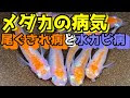 【ベストコレクション】 メダカ 華美 630334-メダカ 華美