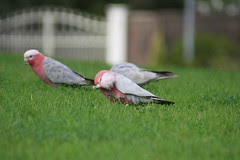 IMG_2820_12_1