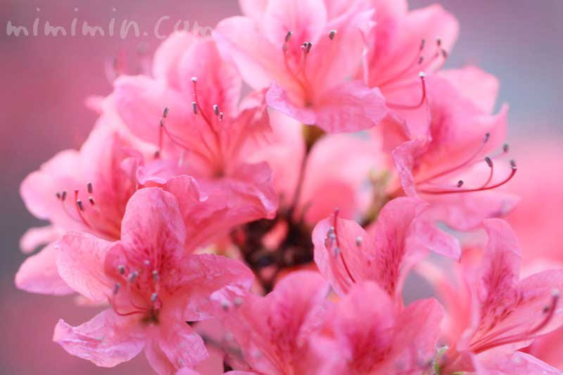 ヤマツツジ 山ツツジ 山躑躅 の花の写真と花言葉 みみみんブログ