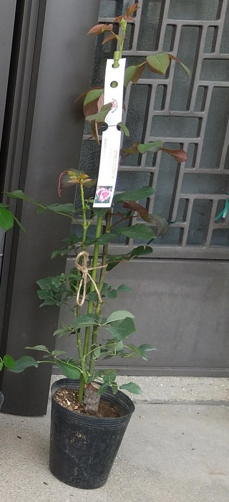 新苗の成長 シャルルドゴール All Alone 無農薬でバラをメインにしたナチュラルガーデンをつくる