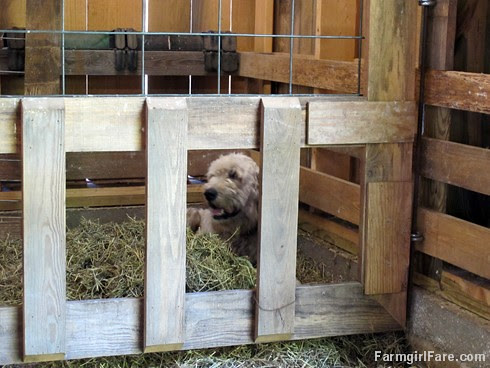 (30-17) Marta thinks the lamb creep feeder in the sheep barn is her personal napping pen - FarmgirlFare.com