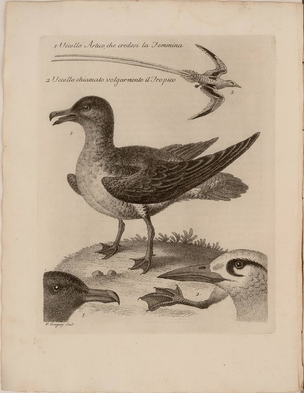 1. Uccello Artico, che credesi la Femmina 2 Uccello chiamato volgarmente il Tropico