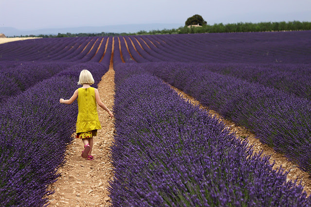 My daughter walking down the rows of lavender in the field