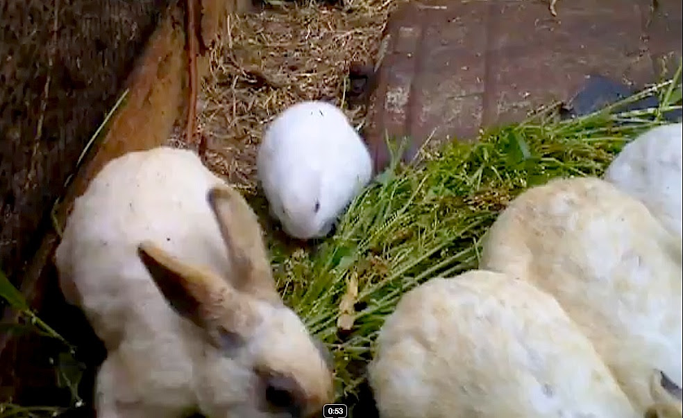 First Fukushima Deformed Baby Rabbit Born With No Ears