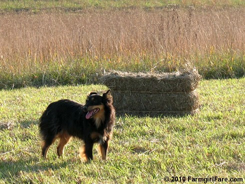 Lucky Buddy Bear Helping Us Bring in the Hay
