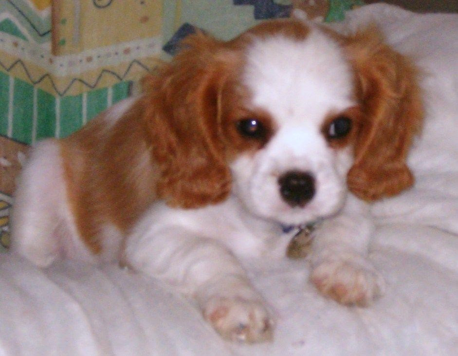 Le Cavalier King Charles Spaniel