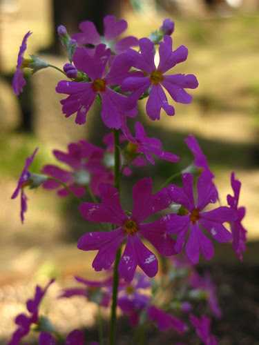 flowers 3_19_10