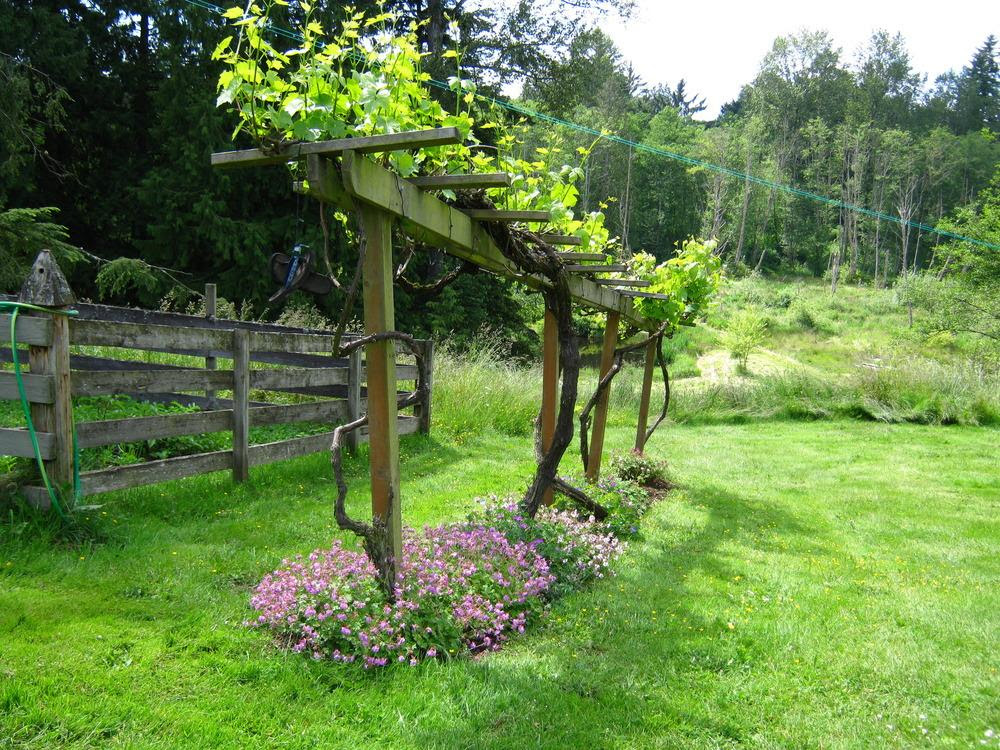 Vines and Climbers forum: Companion for grapes? - Garden.org