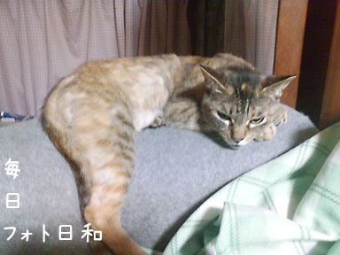 目つきの悪い猫 毎日フォト日和