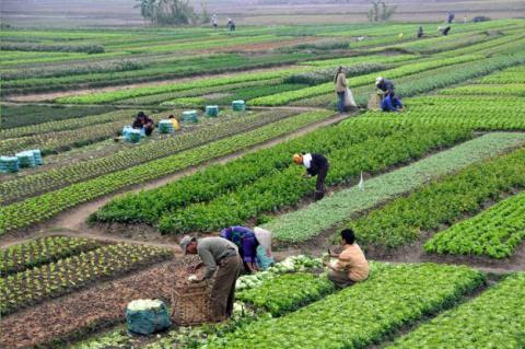 Sustainable Agriculture Meets Big Business  Highbrow Magazine