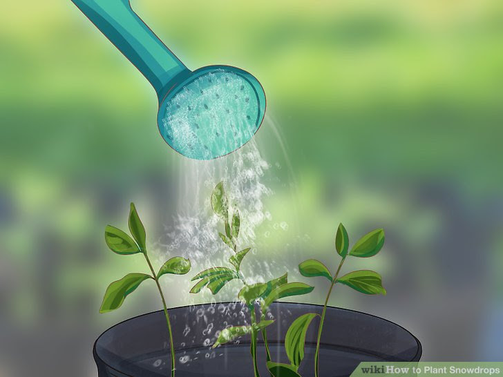 Plant Snowdrops Step 9.jpg
