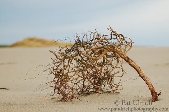Photograph of beach tumbleweed in Point Reyes