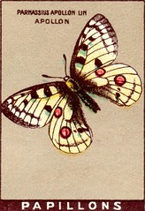 papill 13