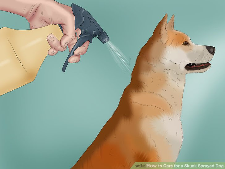 Care for a Skunk Sprayed Dog Step 8.jpg