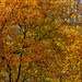 Fall Trees