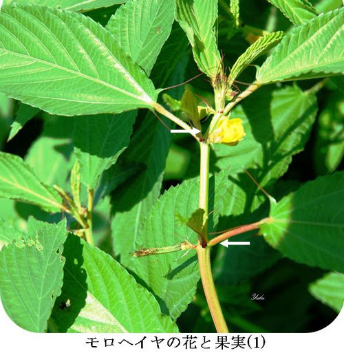 モロヘイヤの葉以外には 特に果実には毒があるのでご注意を プロフ ユキのブログ
