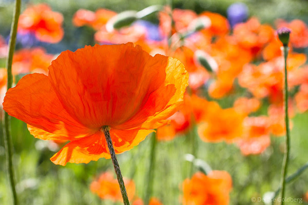 poppies dancing in the wind