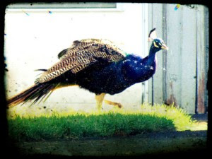 Proud as a peacock