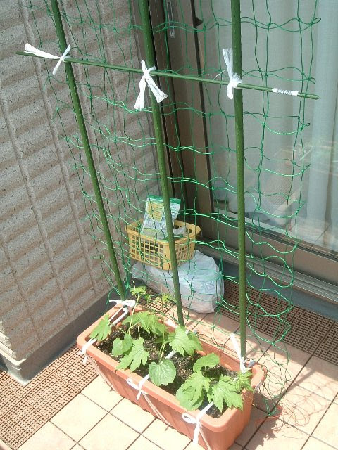 Seの気ままな土いじり ゴーヤの支柱立て
