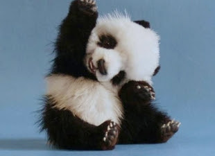超かわいい動物写真集 ドキドキ萌え 中国網 日本語