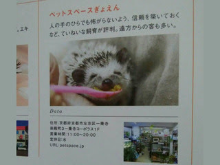 Love ハリネズミ掲載 O ペットスペースぎょえん