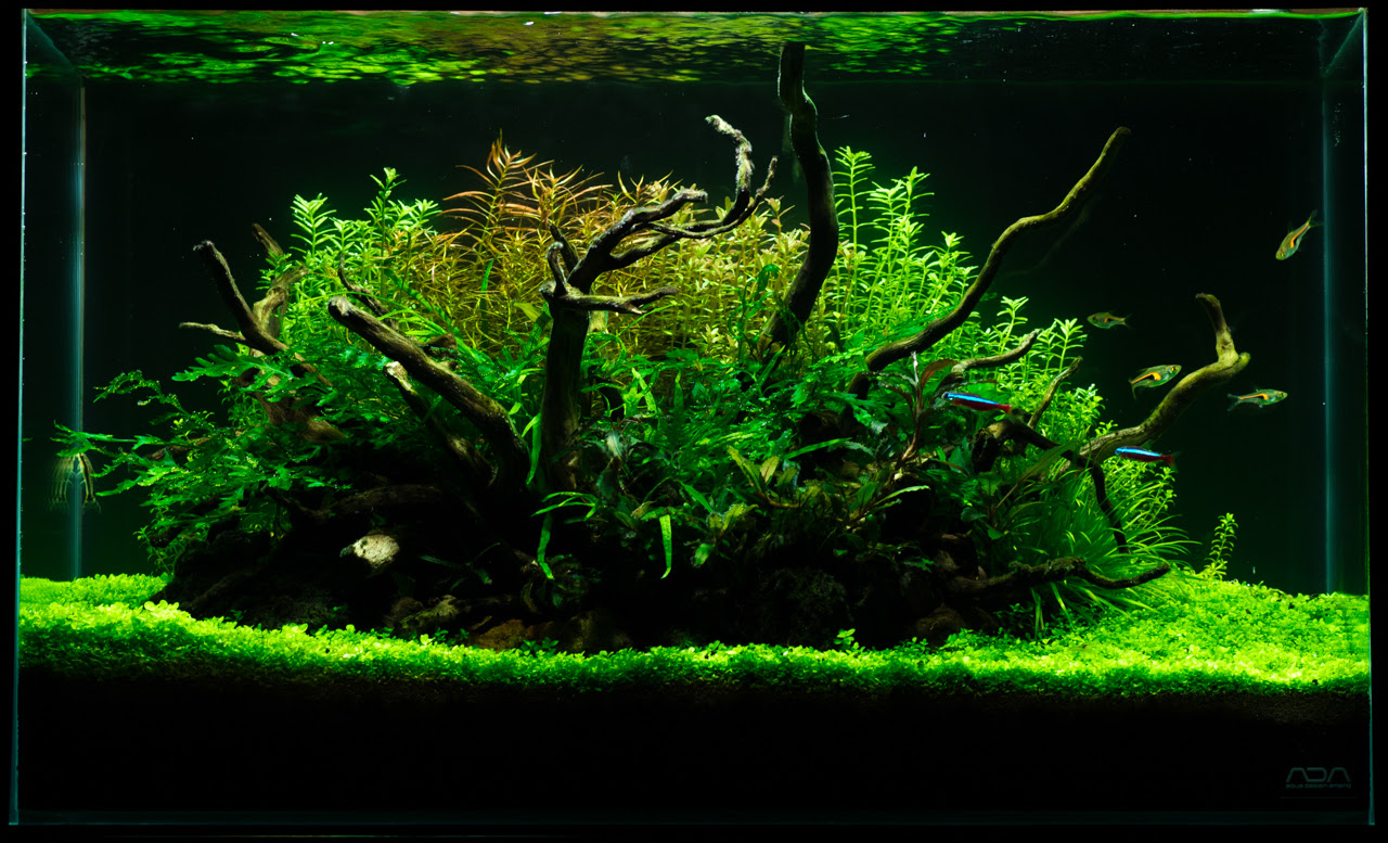 アクアリウムで流木を使ったレイアウトをしてみよう 構図編 球磨メダカ牧場