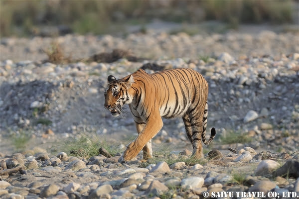 ジム コルベット国立公園 2 ベンガルタイガーと出会う インド ワイルドライフ Wildlife 世界の野生動物観察日記