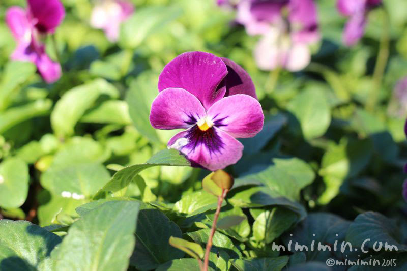 赤紫のパンジー 花の写真 花言葉 みみみんブログ