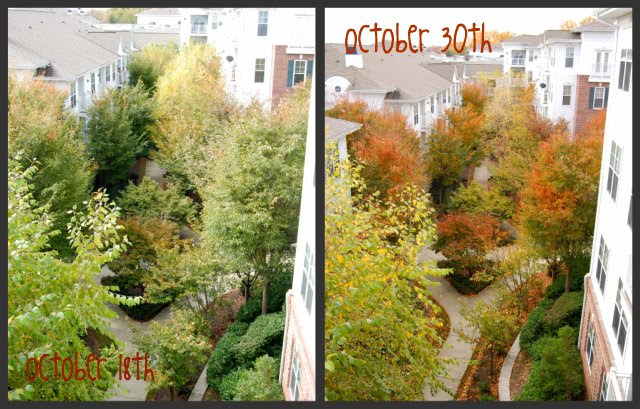 backyard trees collage