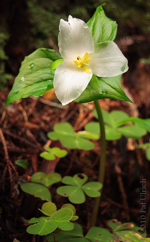Trillium with Sorrel